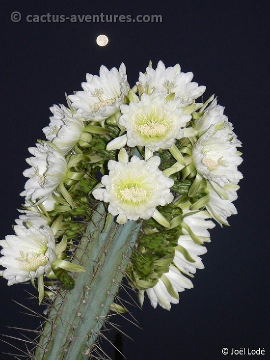 Trichocereus peruvianus JL